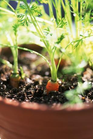 morcovii crescând în ghiveci