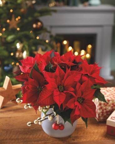 consigli per la cura della stella di Natale 15 regole d'oro per una pianta di stella di Natale