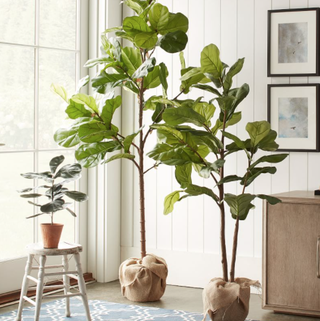 Faux Potted Fiddle Leaf รูปที่