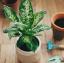 Giftpflanzen: 10 gängige Zimmerpflanzen, die für Katzen, Hunde und Menschen giftig sind