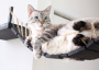 אטסי מוכרת גשר חתולים בהשראת אינדיאנה ג'ונס
