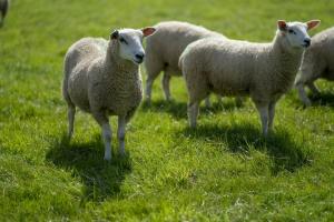 Agricultores Waitrose fornecem lã para linha de colchões John Lewis