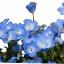 As flores de Nemophila dos olhos azuis bebês do Japão estão em uma colina com vista para o Oceano Pacífico