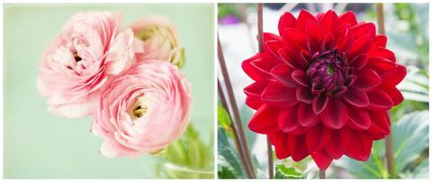 Лепесток, Цветок, Розовый, Красочность, Пурпурный, Цветущее растение, Персик, Персидский лютик, Однолетнее растение, Травянистое растение, 