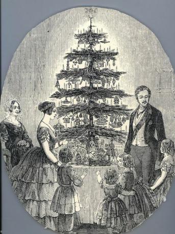 Medis, iliustracija, Kalėdų eglutė, pušų šeima, augalas, ratas, 