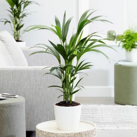 Howea forsteriana / Kentia palm planta de interior
