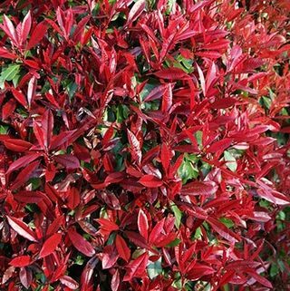 Photinia × fraseri 'Raudonasis Robinas'