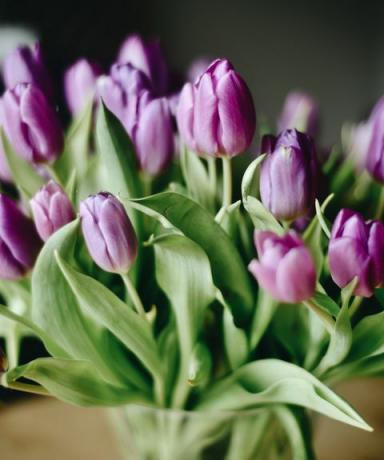 tæt op af lilla tulipaner i vase