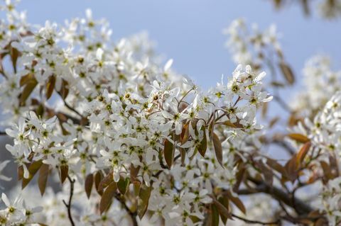 amelanchier lamarckii arbust cu flori de foioase, grup de flori albe pe ramuri înflorite, soare de plante cu zăpadă mespilus