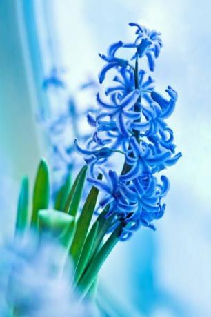 ლურჯი ჰიაცინტის გაზაფხულის ყვავილები ფანჯარასთან ახლოს