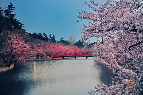 Парк цветова трешње