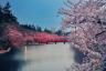 Japans kirsebærblomstrer blomstrer 6 måneder tidligt
