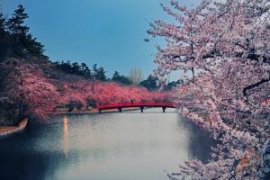 Japans Kirschblütenbäume blühen 6 Monate früher