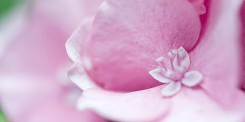 Венчелистче, цвете, розово, цъфтящо растение, ботаника, магента, макро фотография, близък план, цвят, фотография, 