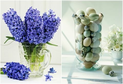 Hyacinth (Hyacinthus) 'Blue Tango' dalam vas kaca, March, dan telur Paskah dalam vas kaca