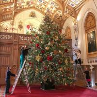 Fotos: Die Weihnachtsbäume von Windsor Castle sehen spektakulär aus