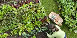 visão aérea de uma jardineira capinando uma horta orgânica com um garfo de mão, enquanto ajoelhada na grama verde e usando botas vermelhas