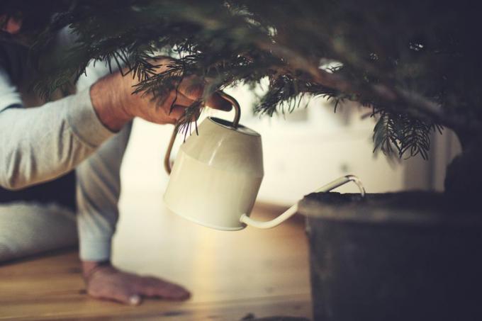 tangan laki-laki menyirami pohon Natal dalam pot
