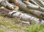 Gli inglesi hanno esortato ad aiutare gli scarabei di cervo in via di estinzione costruendo pile di tronchi