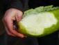 Il National Trust sta coltivando le proprie spugne da cucina usando le zucchine
