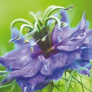 Nigella damascena 'Miss Jekyll' - 685 frø