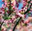 Kvetinové stromy pre záhrady: jabloň kraba, strom čerešňového kvetu