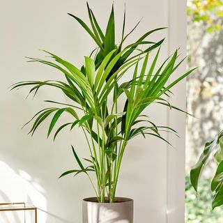80cm Kentia Palm - Howea Forsteriana