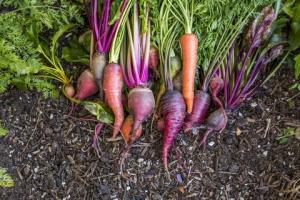 9 soļi, lai izveidotu ēdamu dārzu