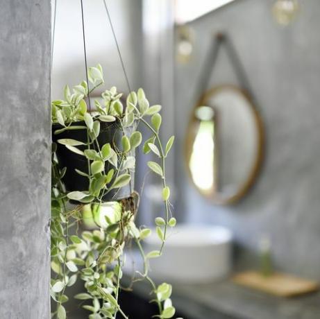 Závěsné rostliny v luxusní betonové koupelně