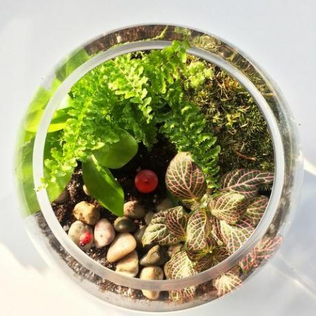 Фотография на натюрморт, кръг, едногодишно растение, билка, естествен материал, макро фотография, камъче, прозрачен материал, саксия, 