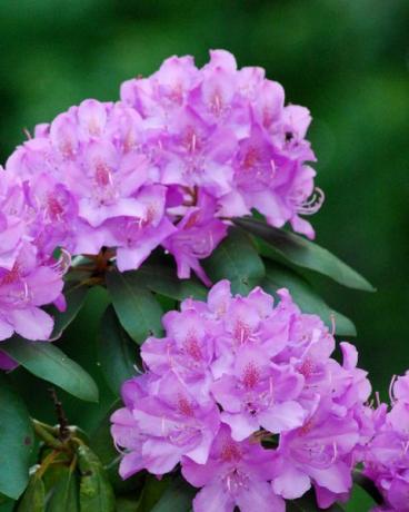 Lila Rhododendron blommor