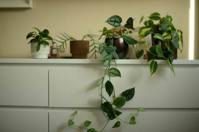 vasos de plantas verdes no armário branco