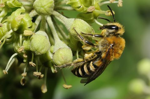 आइवी फूलों पर मधुमक्खी