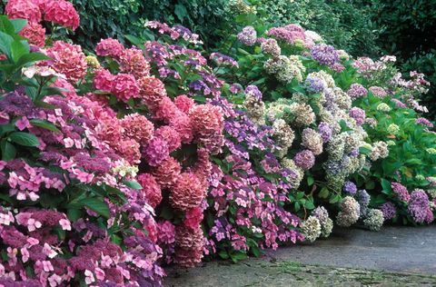 Fleur, arbuste, communauté végétale, rose, violet, jardin, couvre-sol, plante annuelle, Hydrangeaceae, Subshrub, 