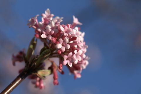 rosa Blüten von Viburnum x bodnantense Dawn