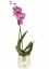 Marks & Spencer myy rajoitetun erän orkideaa kiinalaisen uudenvuoden kunniaksi