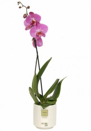 Orchideje Marks & Spencer