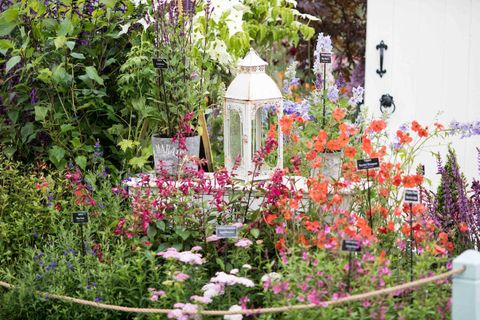 RHS Chatsworth Flower Show 2017 bugün (6 Haziran 2017 Salı) Middleton Nurseries