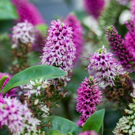 hebe hebedonna nikka는 상록 관목, plantaginaceae 가족 꽃 관목 베로니카에서 분홍색 마젠타 꽃, 녹색 잎, 수직으로 피는 식물입니다.