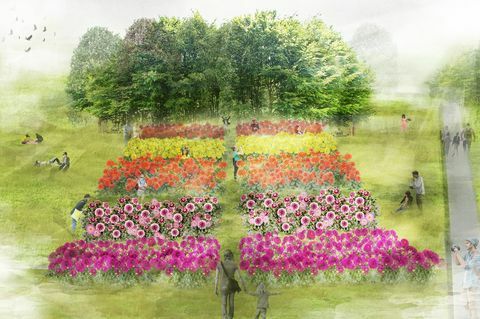 Dahlia -illustrasjon for RHS Flower Show Tatton Park 2019