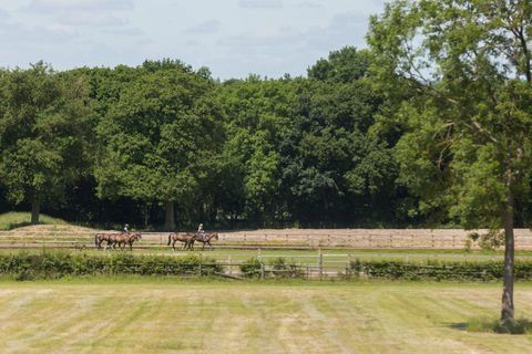 ჰარფორდის სასახლე - ბერკშირი - ცხენები - სავილები