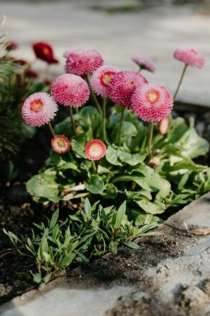 פרחי אביב צומחים בגינה חיים בית טיפול ביתי גינון