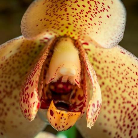 a zöld bolygó David attenborough ötrészes növénysorozata a bbc one-n egy orchidea virág acinetia hrubyana