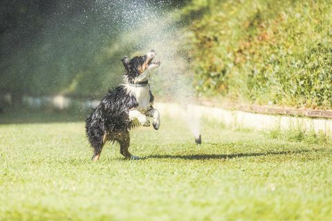 cachorro com irrigador