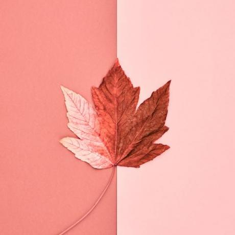 Adobe Stock لـ Pantone Color of the Year 2019 - Living Coral