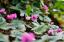 Les meilleures plantes de bordure pour votre jardin pour chaque mois de l'année