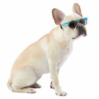 Ombre Haustier-Sonnenbrille