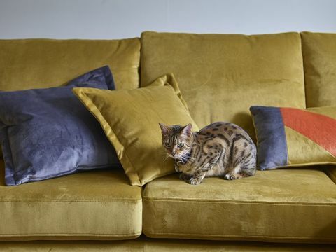 дарси кадифен диван в горчица﻿, къща красива колекция в dfs