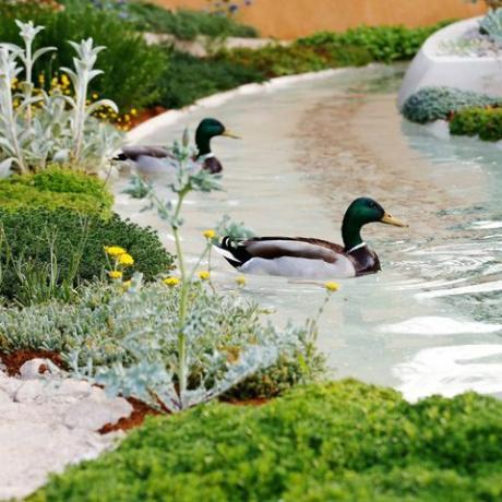 kačice plávajú na vodnom prvku v záhrade Dubaj Majlis na výstave kvetov Rh Chelsea v Londýne, utorok 21. mája 2019