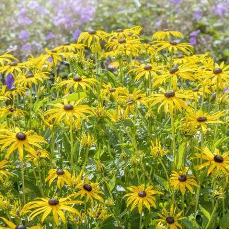 krásne letné kvitnutie, žltá rudbeckia fulgida var sullivantii 'goldsturm' kvety susan s čiernymi očami